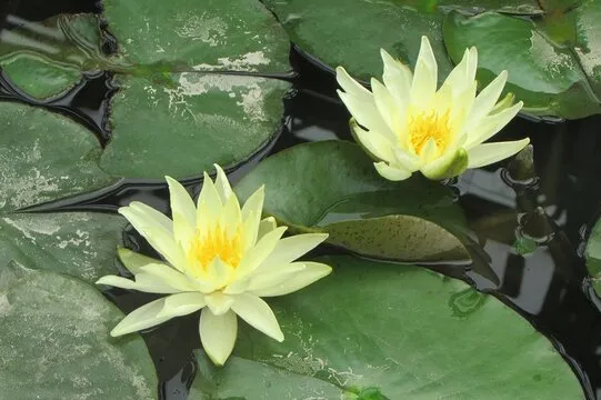 幸运飞艇 背景图